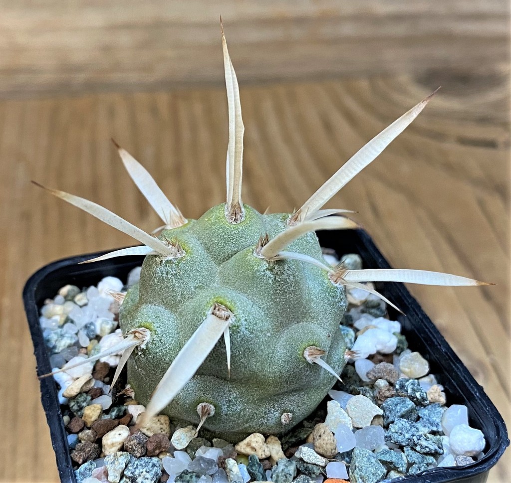 SH28040 Tephrocactus papyracanthus - Image 2