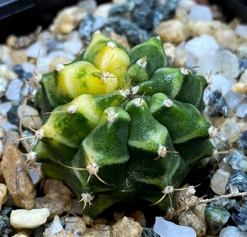 DP27993 Gymnocalycium mihanovichii f. variegata - Image 2