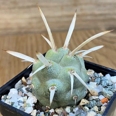 SH28040 Tephrocactus papyracanthus