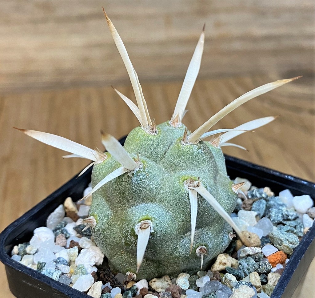 SH28040 Tephrocactus papyracanthus