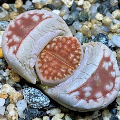 SH28041 Lithops karasmontana v. summitatum