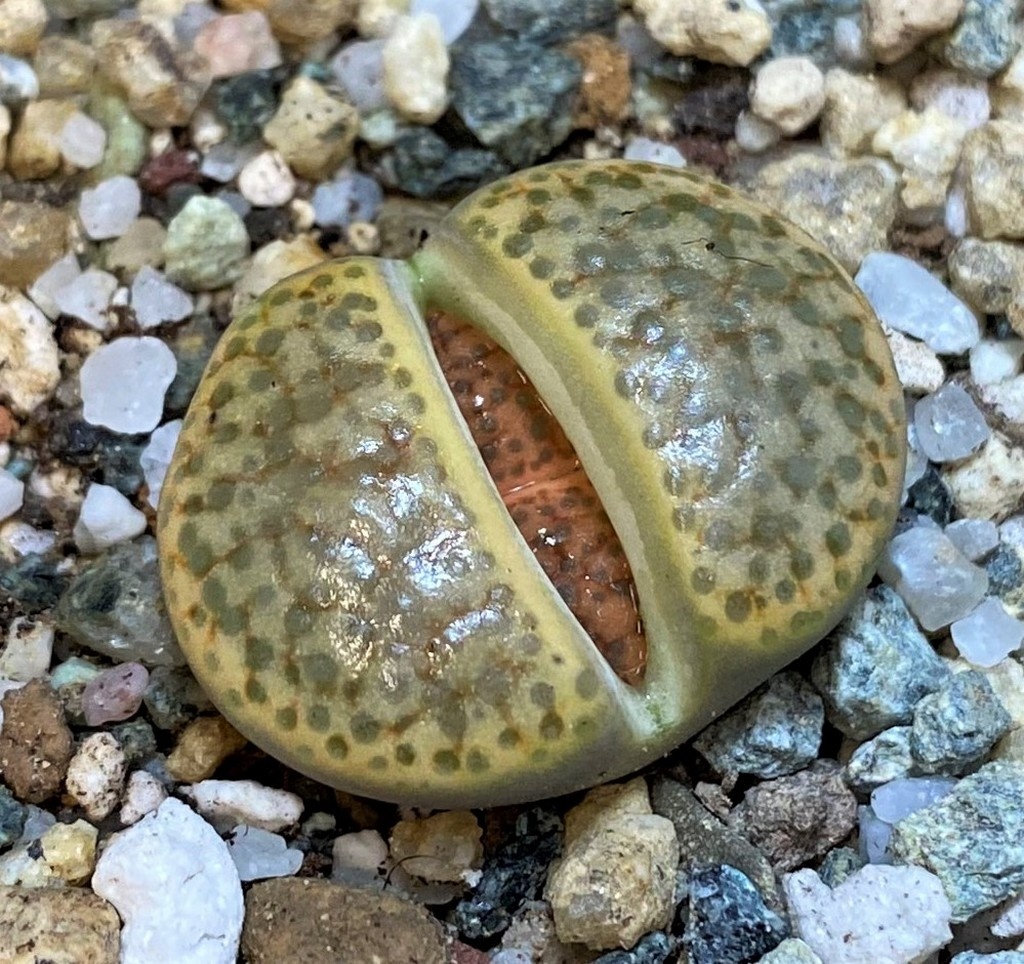 SH28043 Lithops fulviceps L45-66, ex A.Neumann