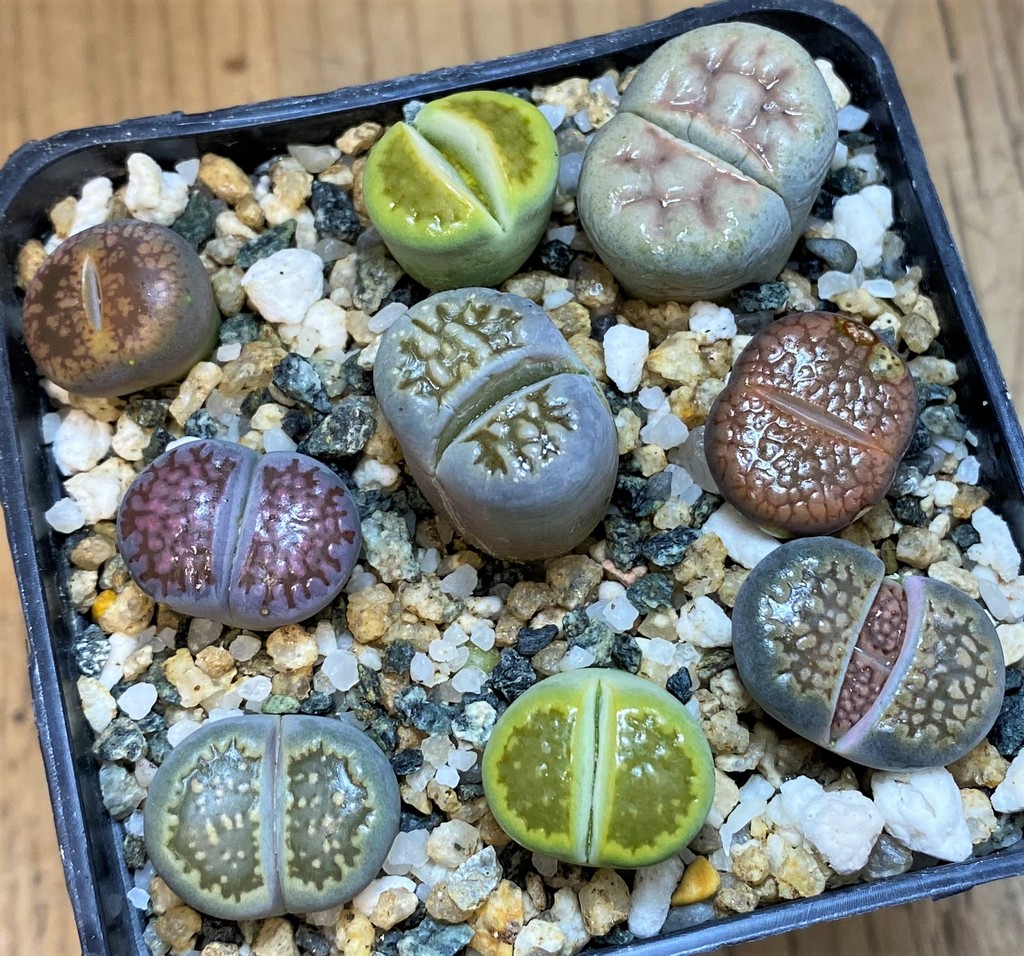 SH28044 Lithops mix