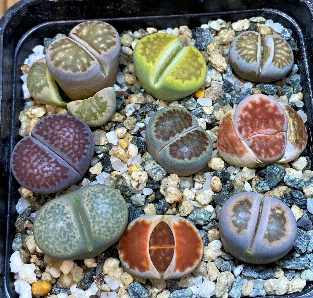 SH28045 Lithops mix