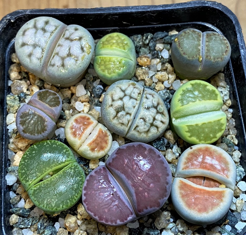 SH28046 Lithops mix