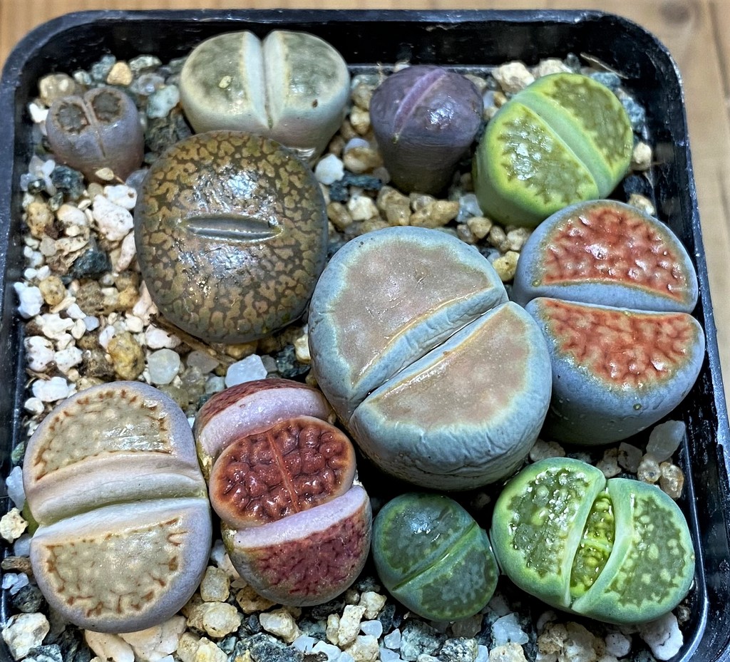 SH28047 Lithops mix