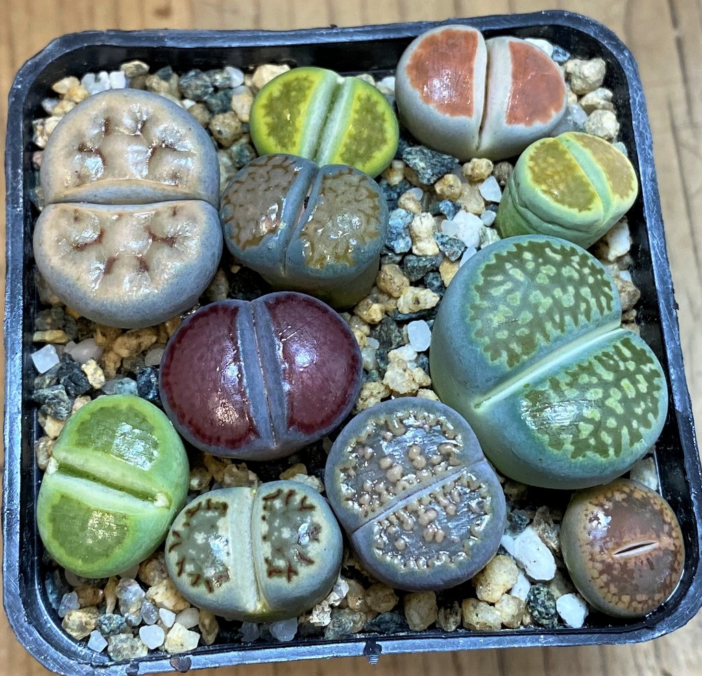 SH28048 Lithops mix