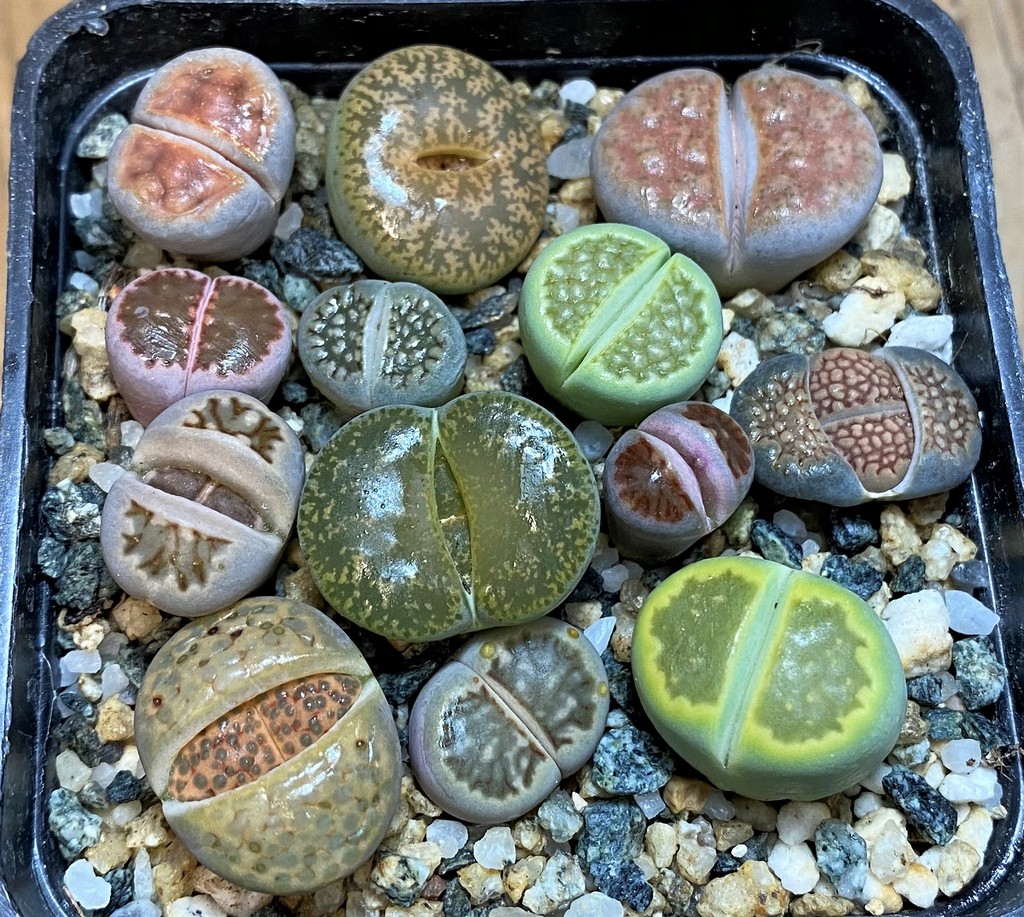 SH28049 Lithops mix