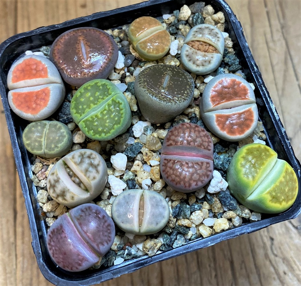 SH28050 Lithops mix