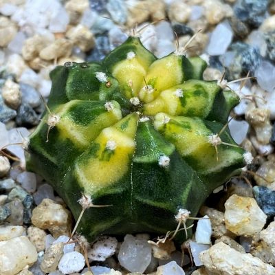 DP27994 Gymnocalycium mihanovichii f. variegata
