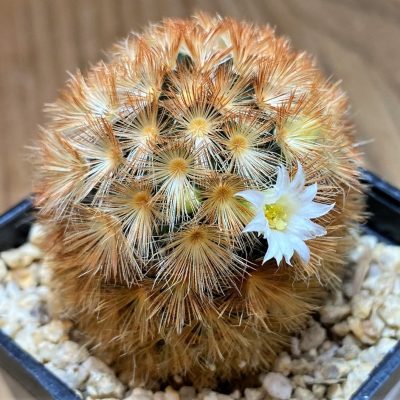 SH27996 Mammillaria carmenae hybrid
