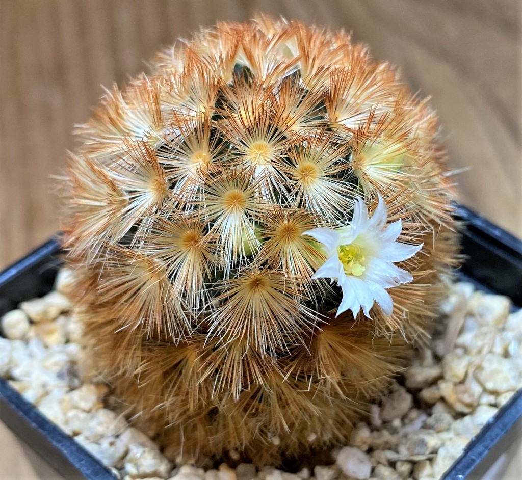 SH27996 Mammillaria carmenae hybrid