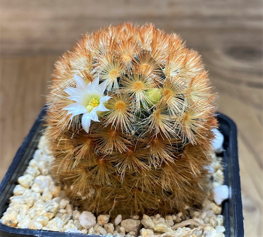 SH27996 Mammillaria carmenae hybrid - Image 2
