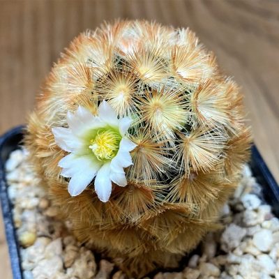 SH27997 Mammillaria carmenae hybrid