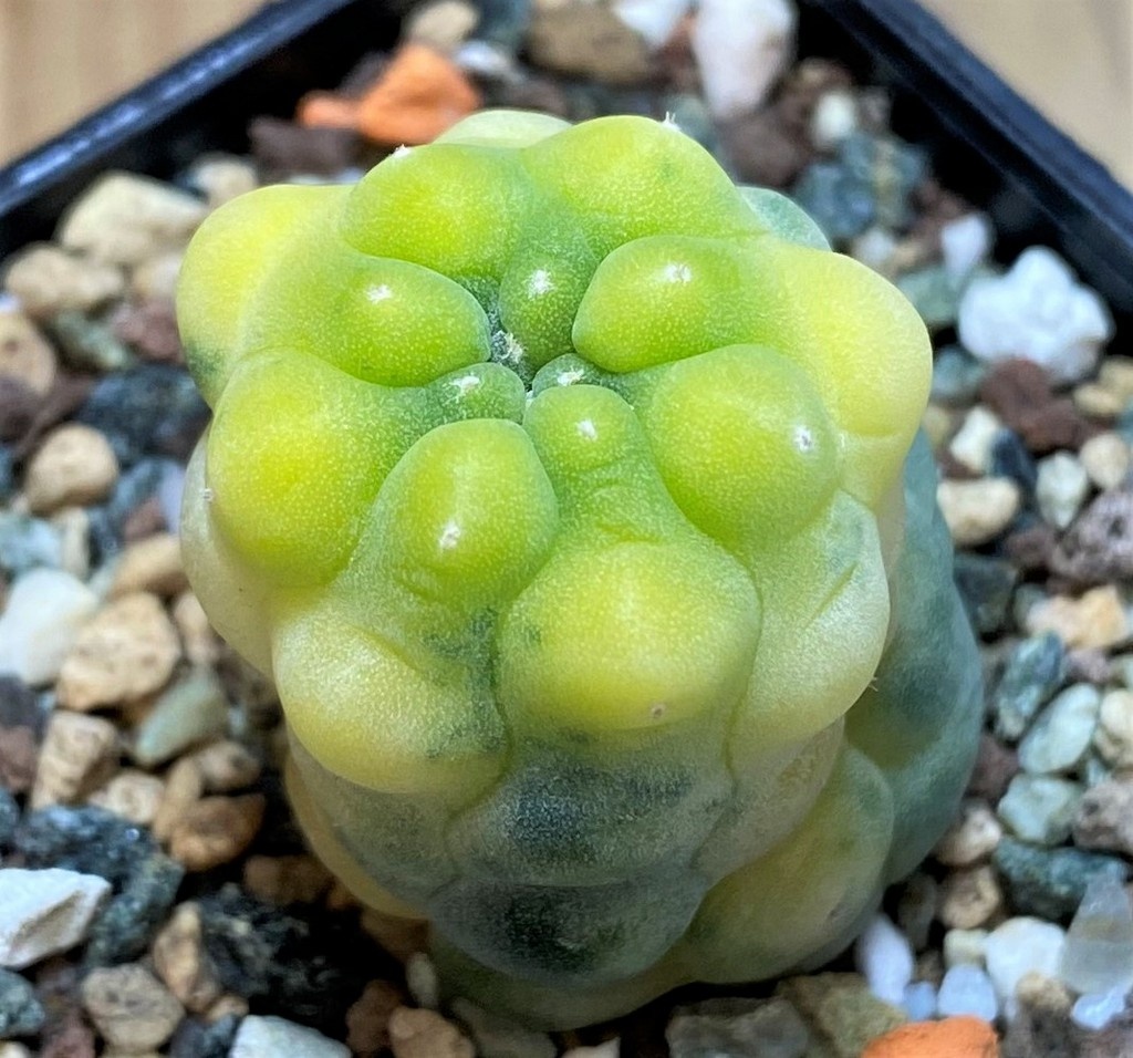 SH27999 Anhalonium frichii f. variegata