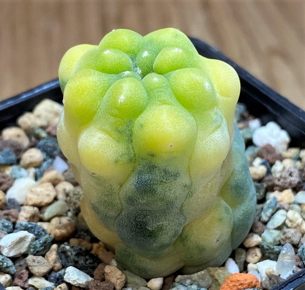 SH27999 Anhalonium frichii f. variegata - Image 2