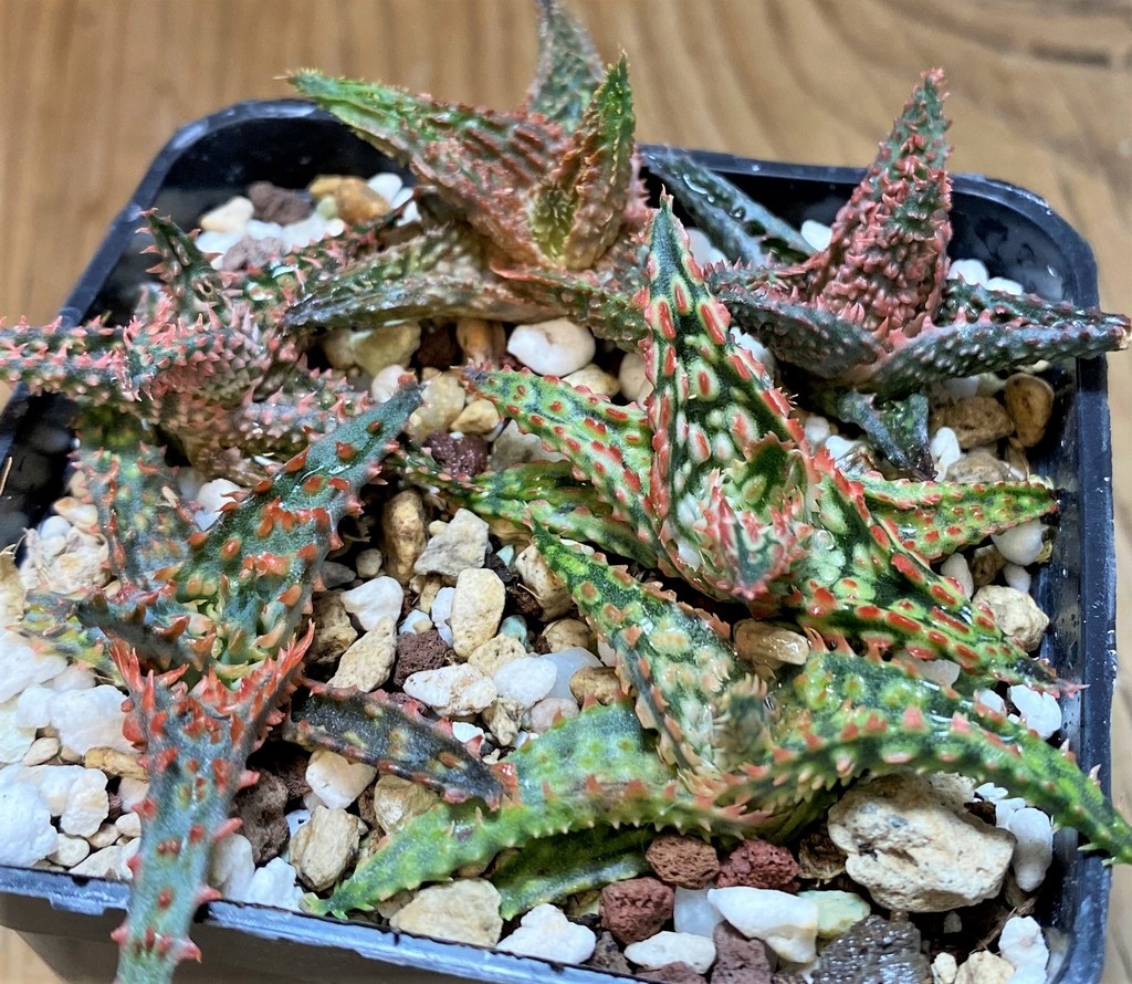 SH28003 Aloe TCT hybrid mix - Image 3