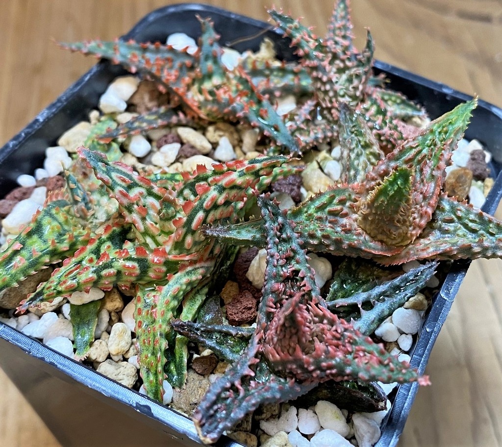 SH28003 Aloe TCT hybrid mix
