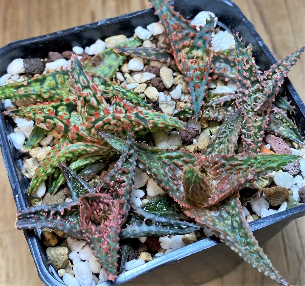 SH28003 Aloe TCT hybrid mix - Image 2