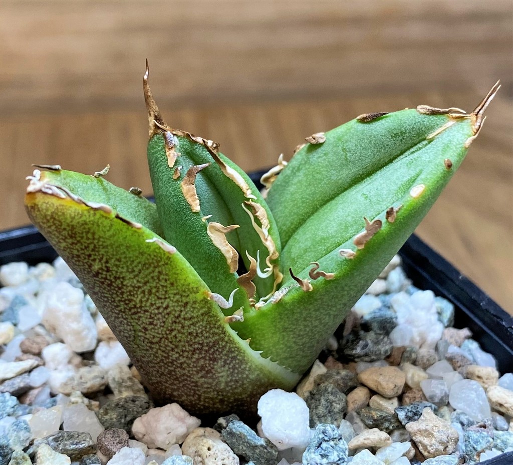 SH28006 Agave titanota 'White Thorusel'