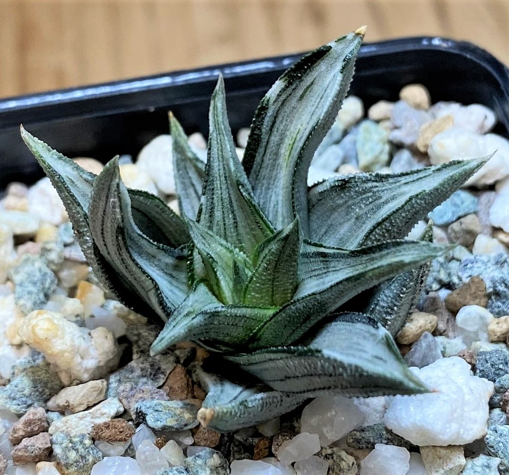 SH28010 Haworthia tortuosa f. variegata - Image 2
