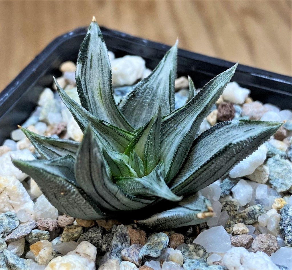 SH28010 Haworthia tortuosa f. variegata