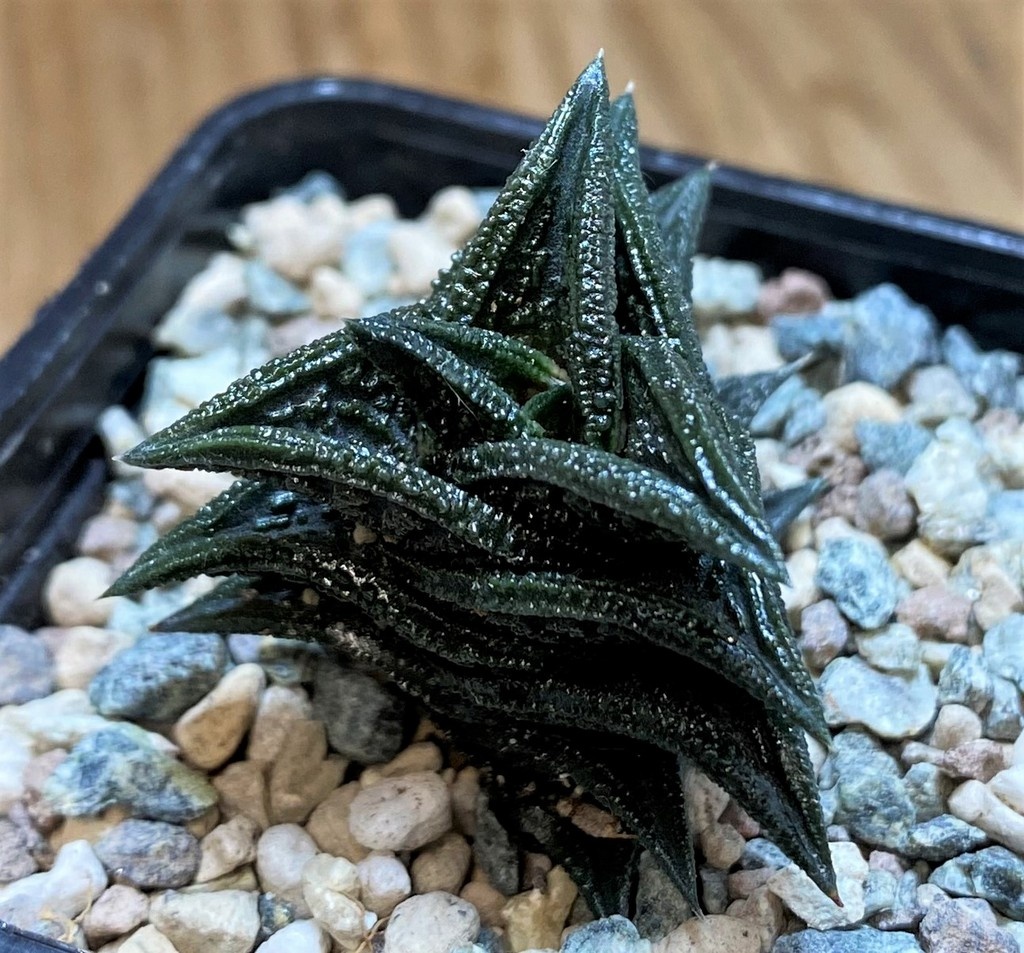 SH28011 Haworthia nigra JDV92118 - Image 2