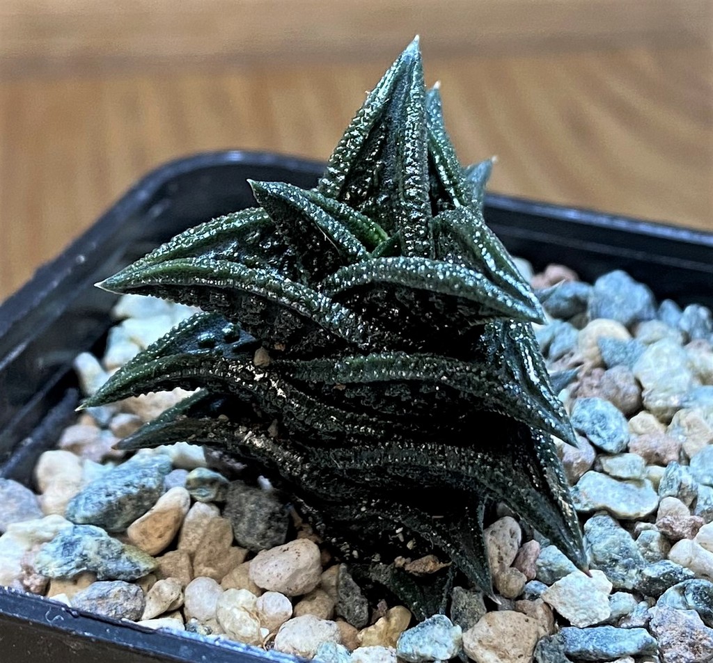 SH28011 Haworthia nigra JDV92118