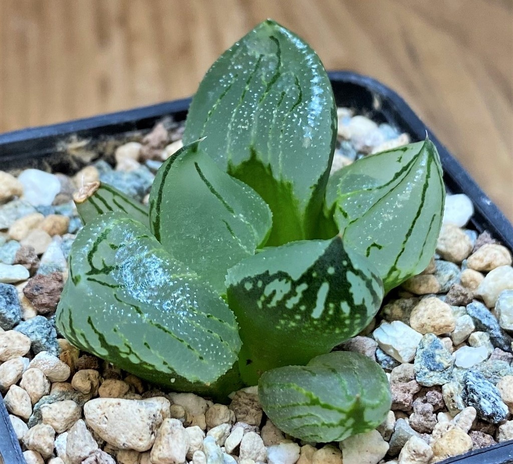 SH28012 Haworthia comptoniana 'Corn Poppy'