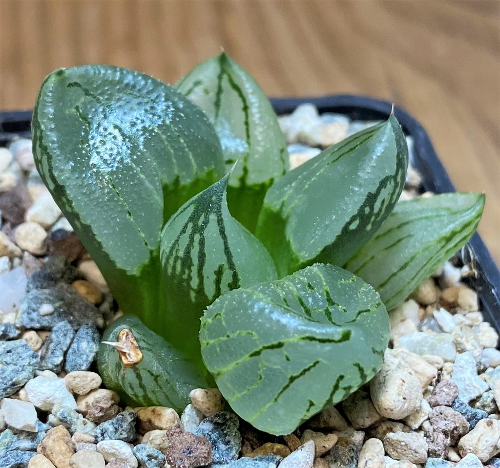 SH28012 Haworthia comptoniana 'Corn Poppy' - Image 2