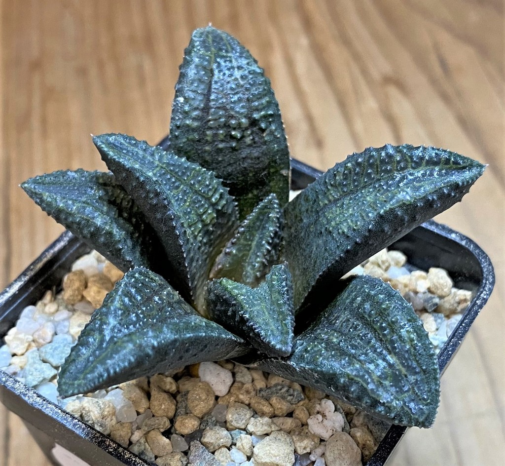 SH28013 Haworthia koelmaniorum x mcmurtryi