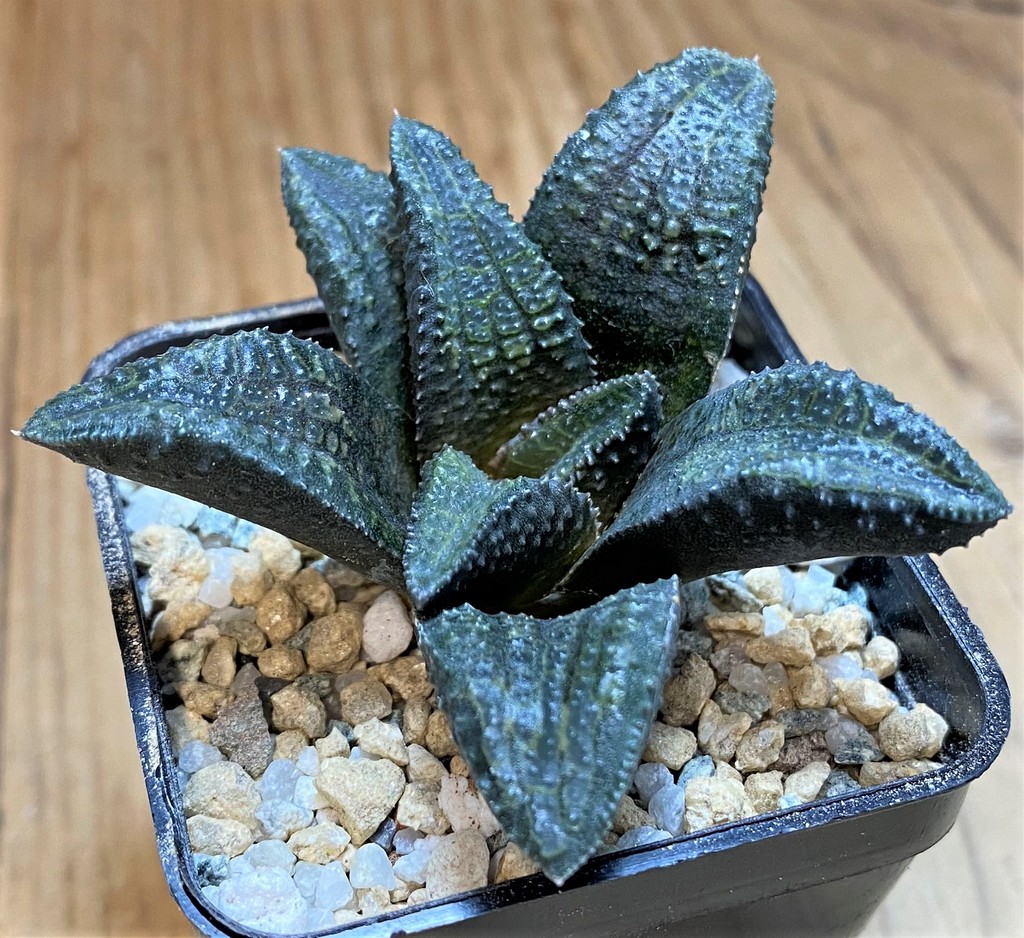 SH28013 Haworthia koelmaniorum x mcmurtryi - Image 2