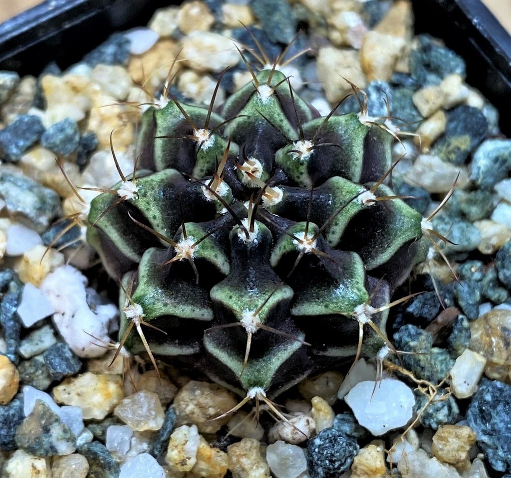 SH27991 Gymnocalycium mihanovichii ‘Black Widow’ hybrid - Image 2