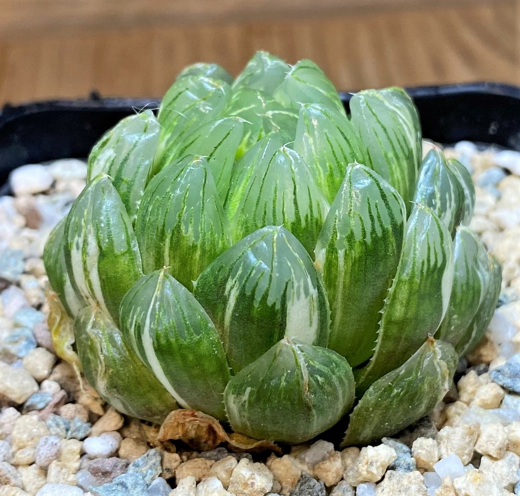 SH28015 Haworthia obtusa ‘Emerald Cloud’ f. variegata - Image 2