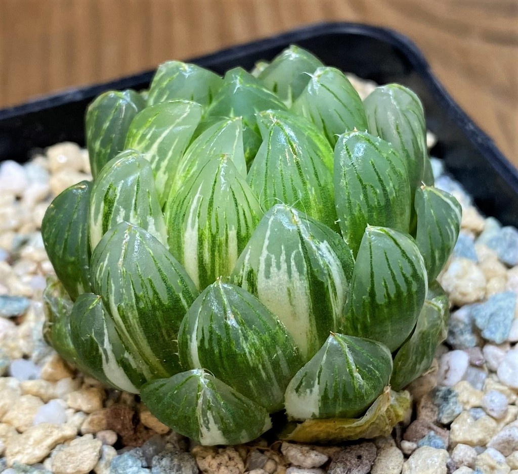 SH28015 Haworthia obtusa ‘Emerald Cloud’ f. variegata