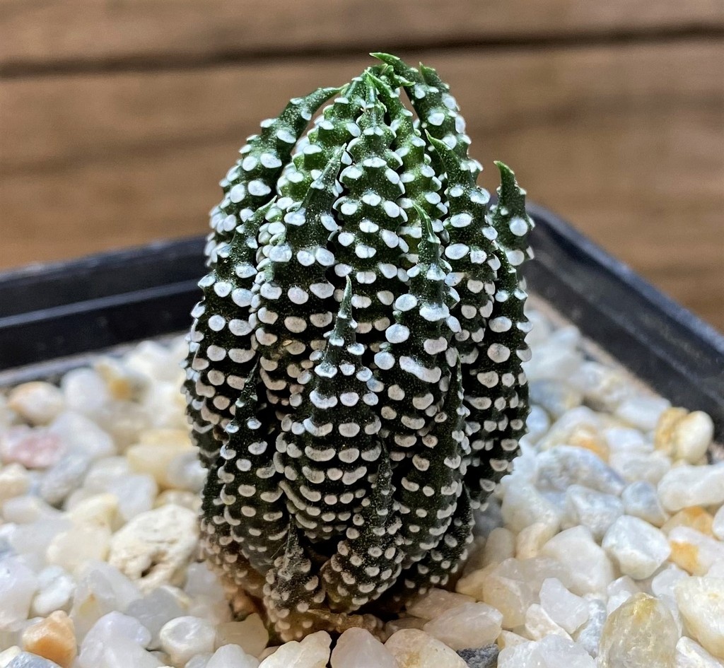 SH28017 Haworthia reinwardtii IB8555 -Technel- - Image 2