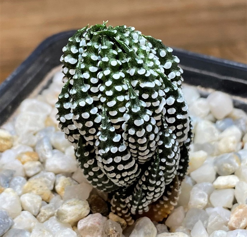 SH28017 Haworthia reinwardtii IB8555 -Technel-
