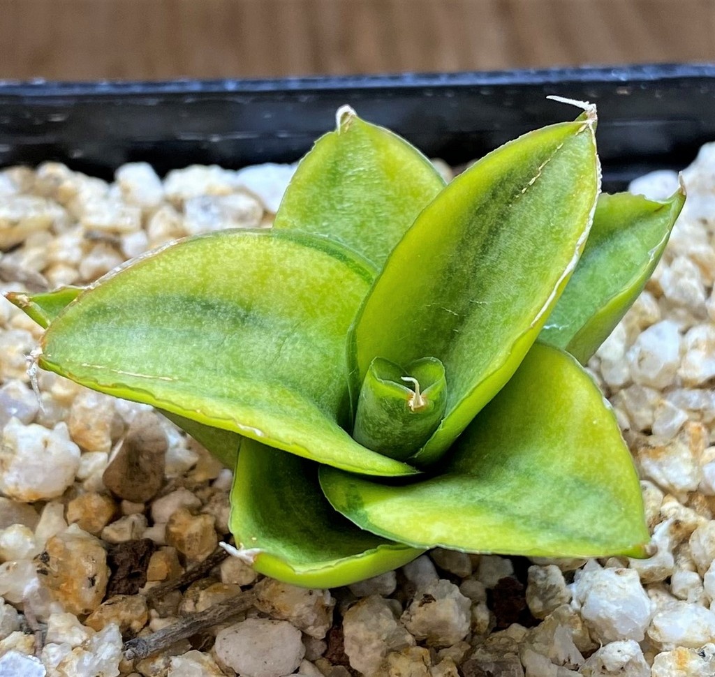 SH28019 Sansevieria ‘Pagoda’ hybrid f. variegata - Image 2