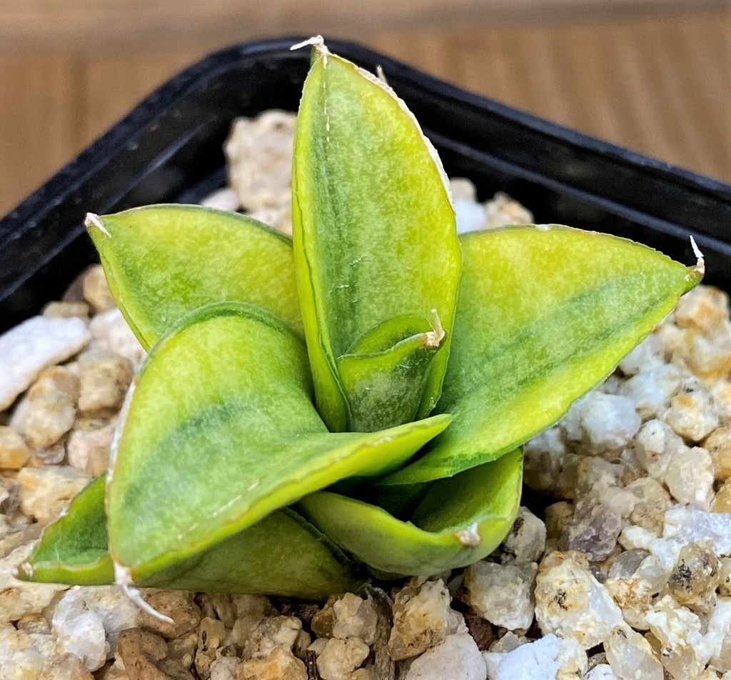 SH28019 Sansevieria ‘Pagoda’ hybrid f. variegata