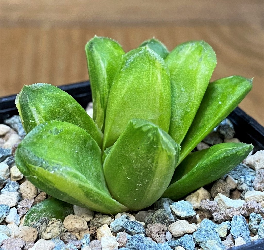 SH28157 Haworthia ‘Gold Rush’ - Image 2