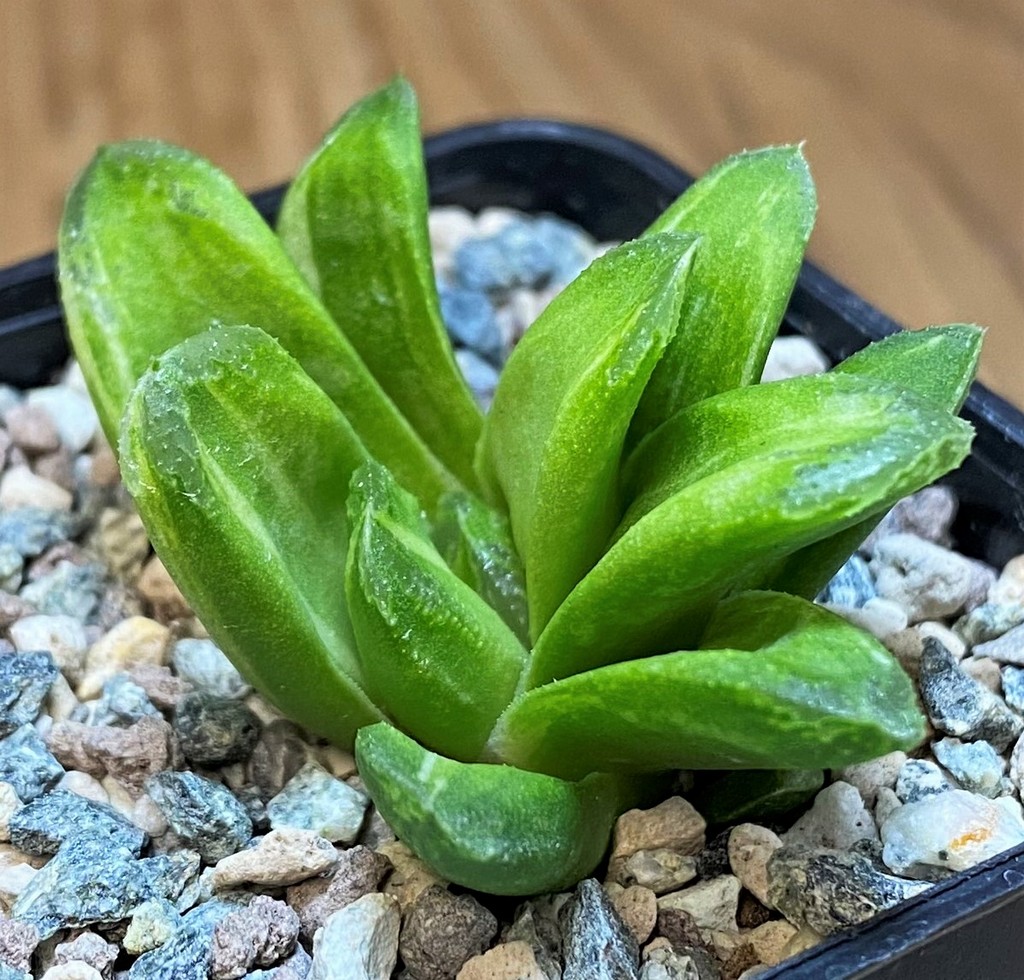 SH28157 Haworthia ‘Gold Rush’ - Image 3