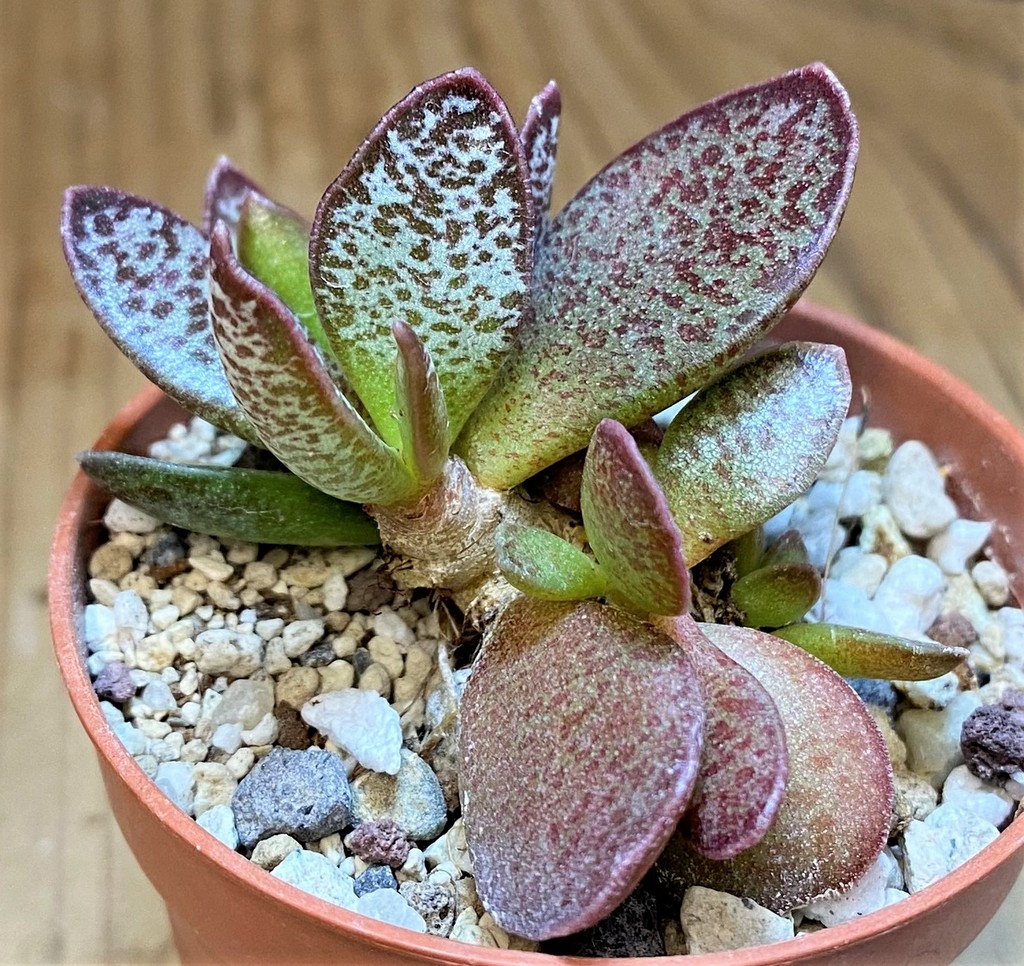 SH28158 Adromischus trigynus