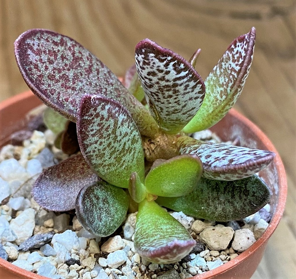 SH28158 Adromischus trigynus - Image 2