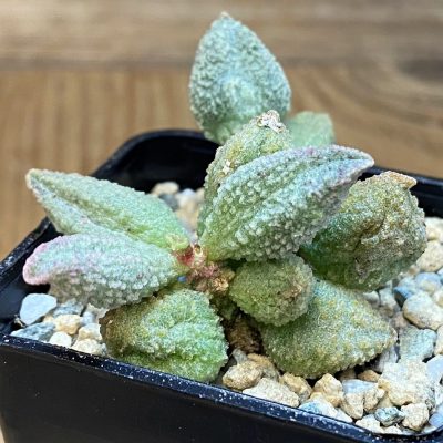 SH28161 Adromischus marianiae f. herrei hybrid
