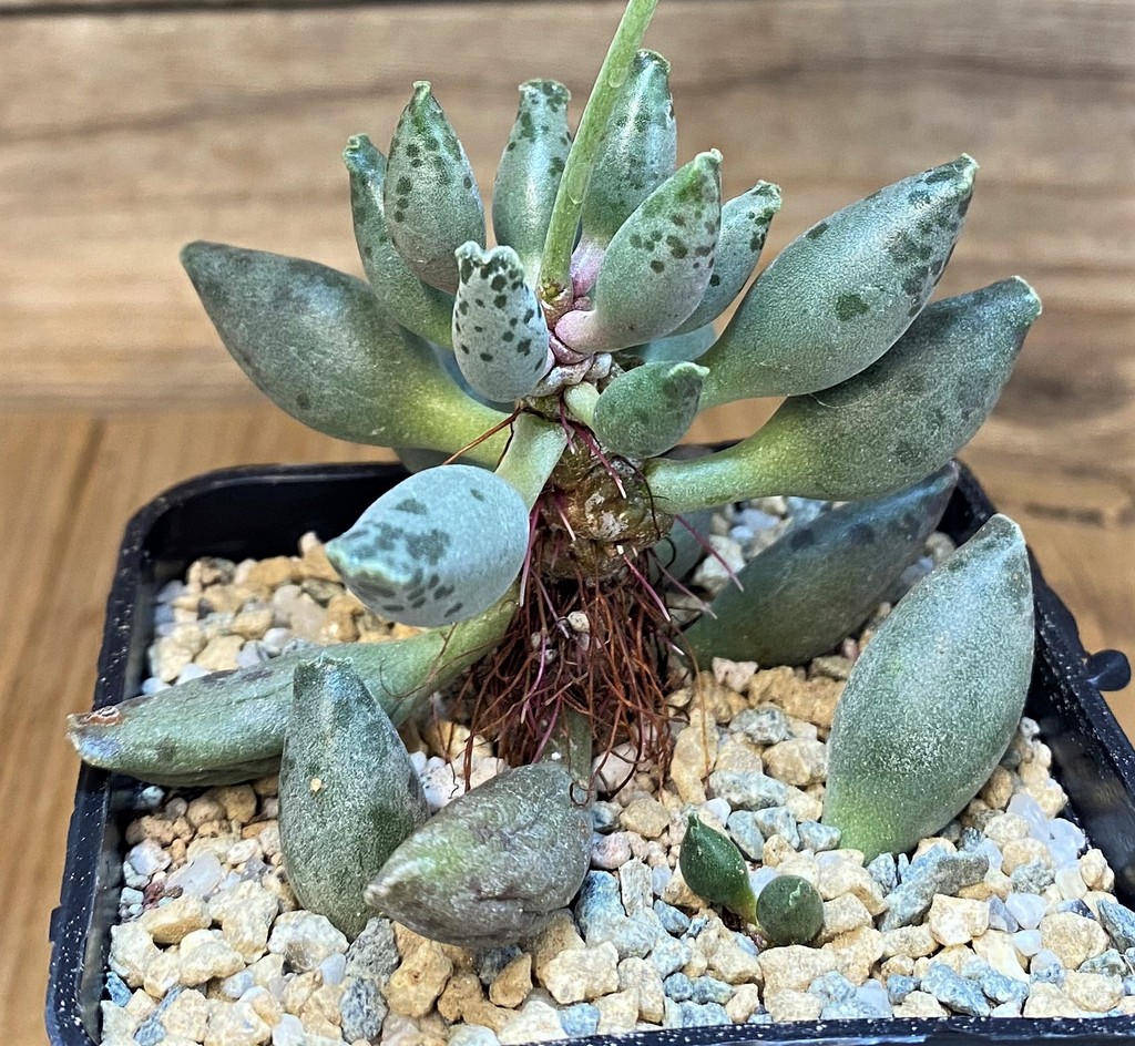 SH28164 Adromischus festivus - Image 3