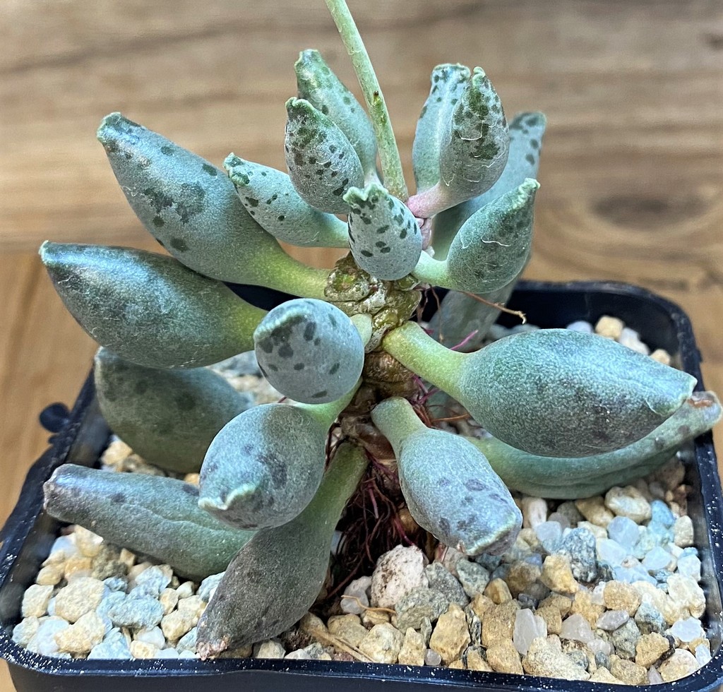 SH28164 Adromischus festivus - Image 2