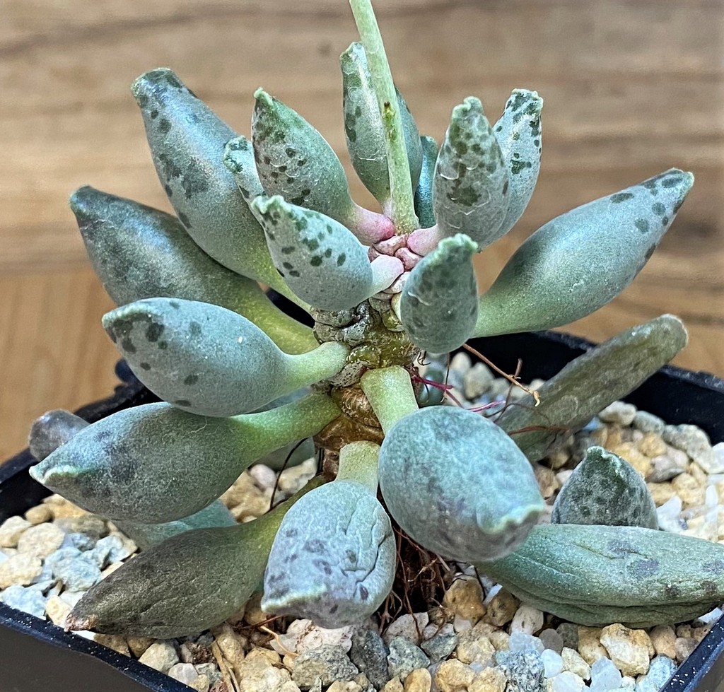 SH28164 Adromischus festivus