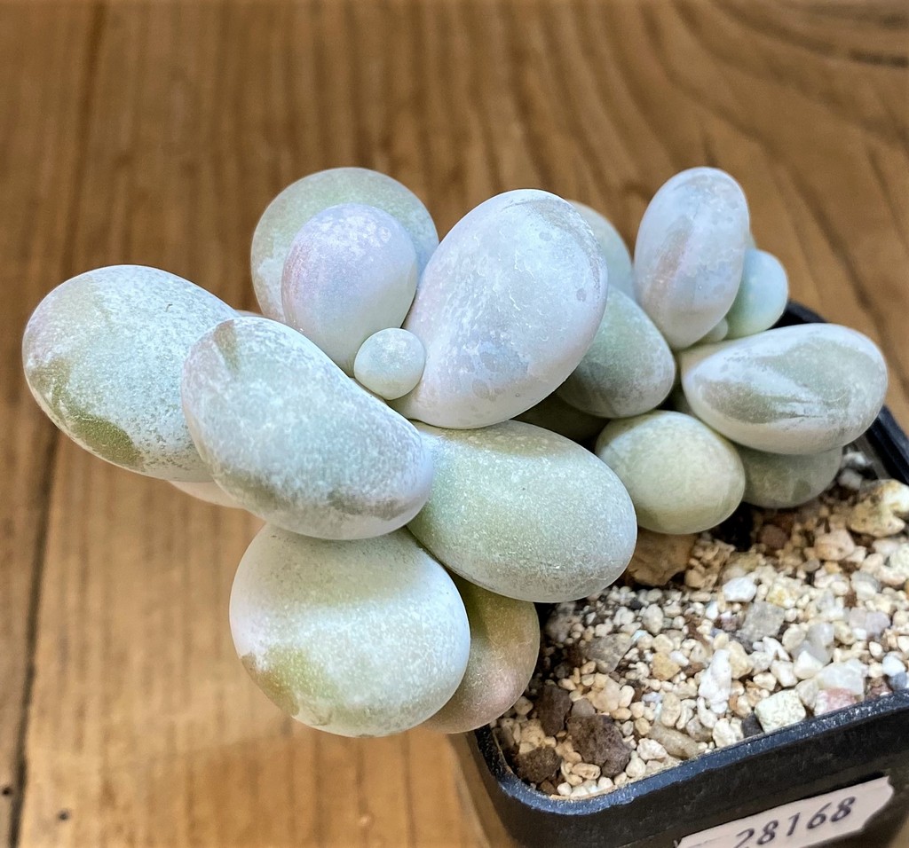 SH28168 Pachyphytum oviferum ‘Egg Beauty’