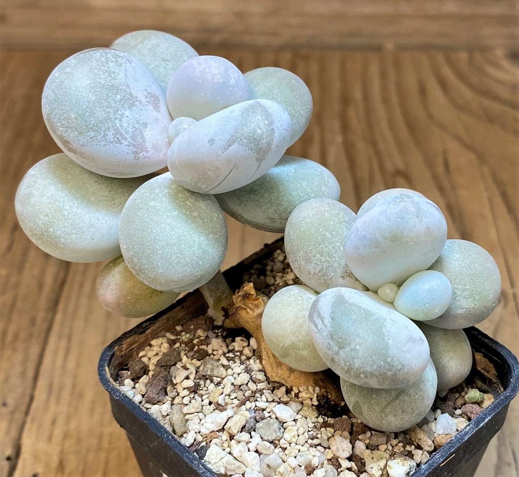 SH28168 Pachyphytum oviferum ‘Egg Beauty’ - Image 2