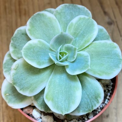 SH28173 Echeveria ‘Lemon Lime’